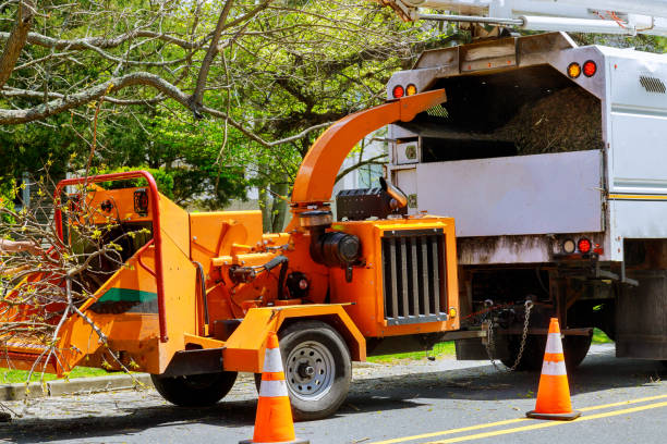 Best Tree Removal Services  in Kohler, WI